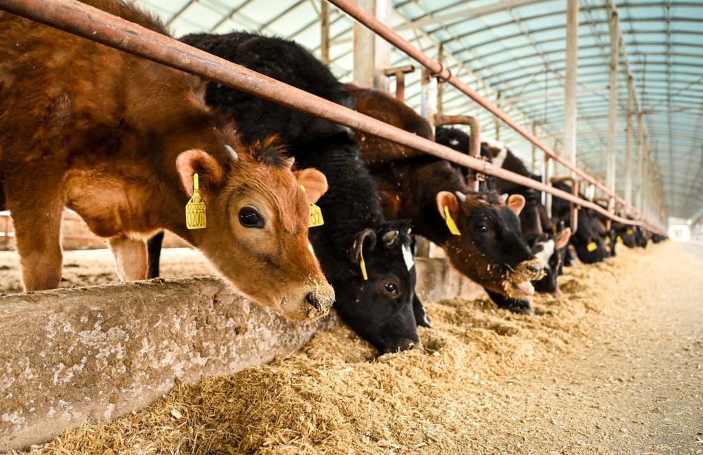 內蒙古通遼：發展牛產業 做好“牛文章”